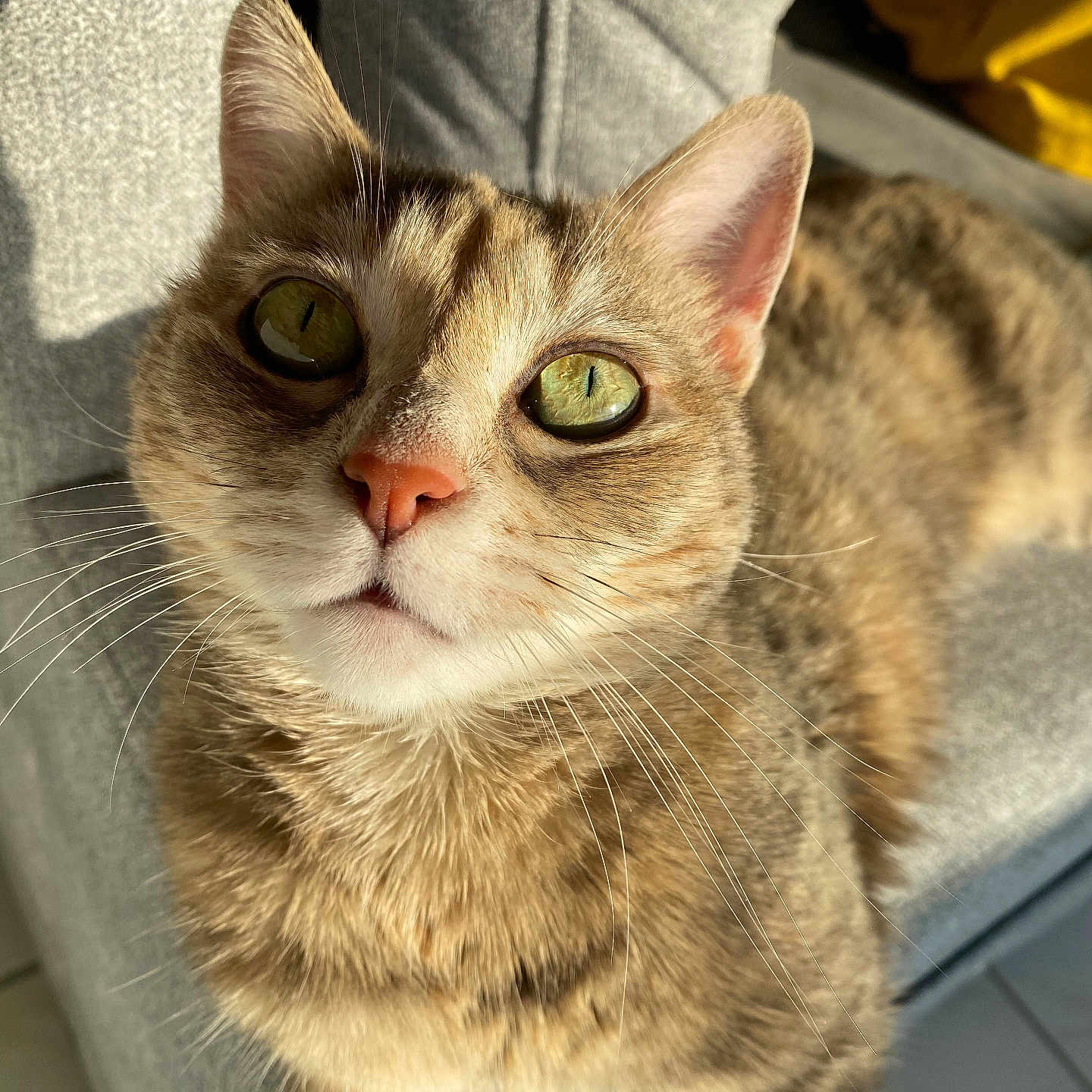 Athéna a rejoint le concours — aidez-le/la à gagner de superbes lots ! animal_portrait, cat, close_up, comfort, couch, curious, cute, domestic_animal, feline, fur, green_eyes, grey_fabric, indoor, living_room, pet, pink_nose, relaxed, shadow, sunlight, whiskers