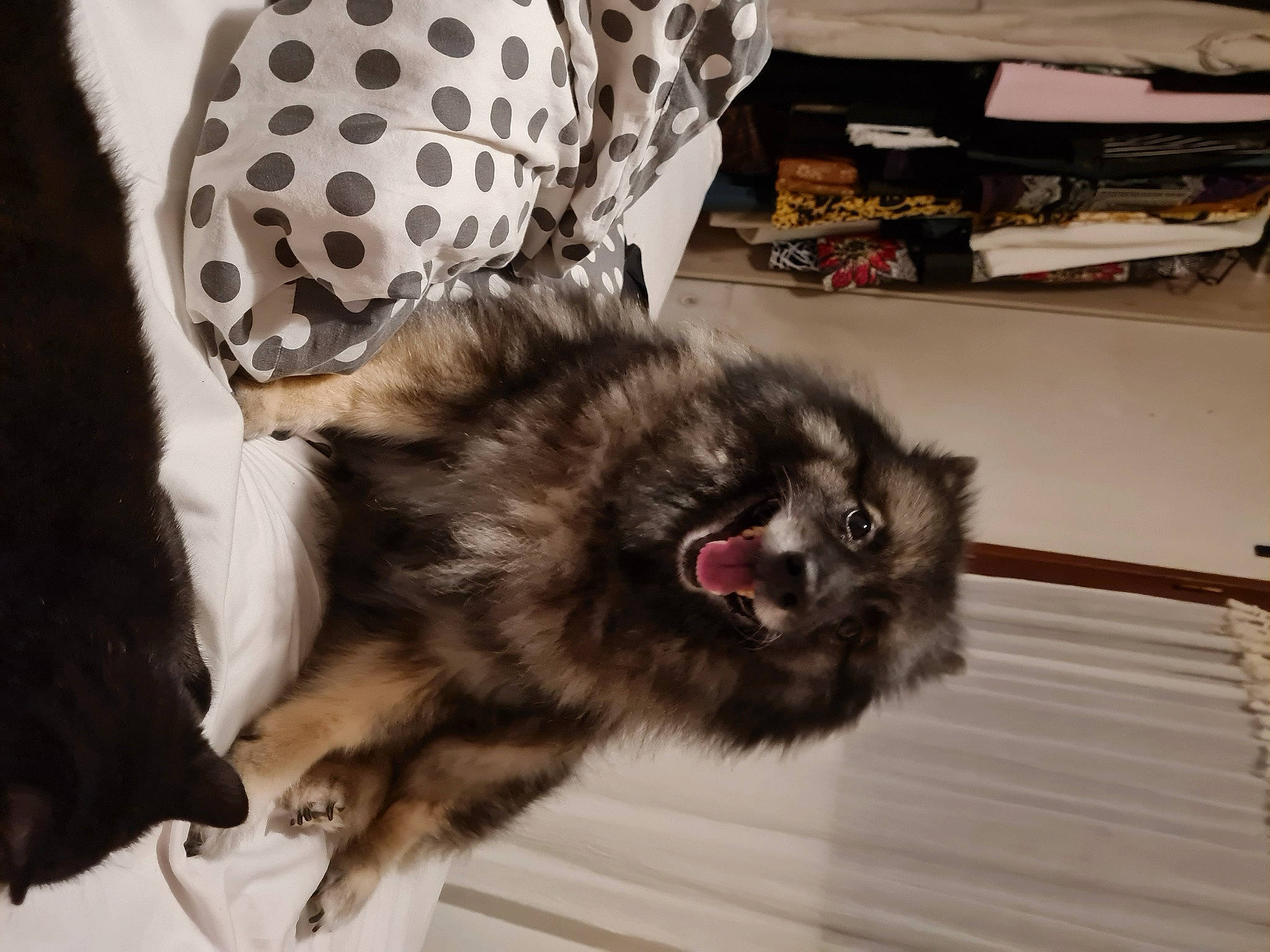 Louna a rejoint le concours — aidez-le/la à gagner de superbes lots ! british_longhair, canidae, carnivore, cat, claw, companion_dog, dog_breed, fashion_accessory, felidae, fur, hardwood, natural_material, pattern, paw, pet_supply, small_to_medium_sized_cats, snout, tail, terrestrial_animal, whiskers