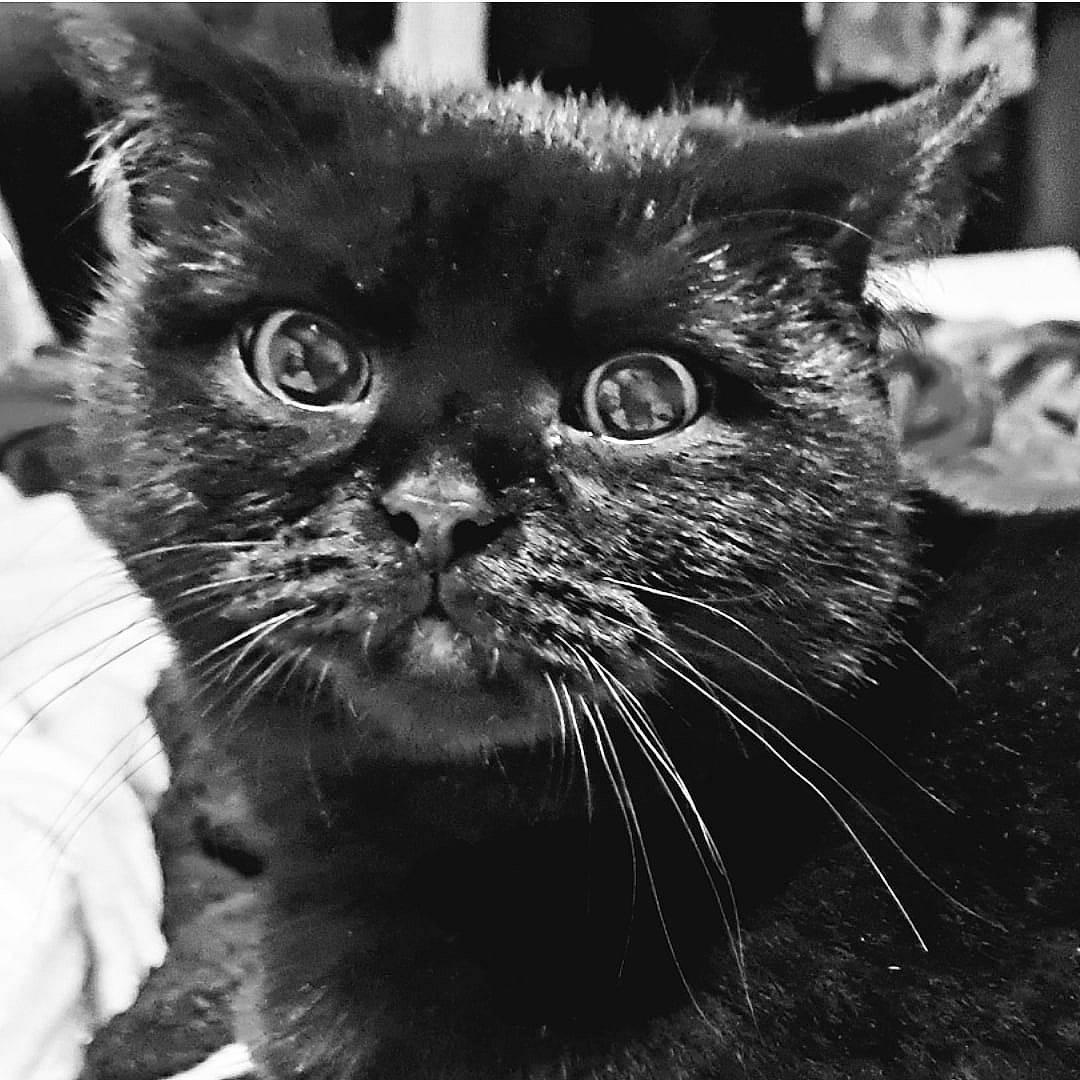 Sultan participe au concours pour gagner de l'argent avec cette photo : carnivore, cat, claw, close_up, comfort, domestic_short_haired_cat, eye, felidae, fur, head, monochrome, monochrome_photography, sitting, small_to_medium_sized_cats, snout, style, terrestrial_animal, whiskers