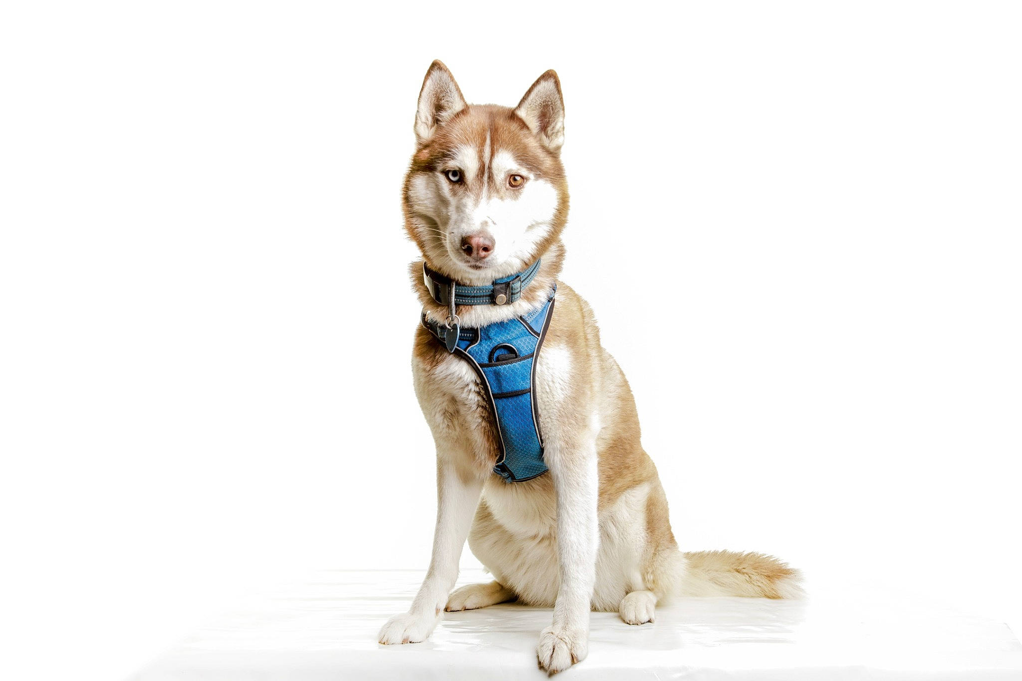 Oxana a rejoint le concours — aidez-le/la à gagner de superbes lots ! ancient_dog_breeds, art, canidae, canis, carnivore, companion_dog, dog, dog_breed, electric_blue, felidae, fictional_character, fox, fur, illustration, sled_dog, small_to_medium_sized_cats, tail, whiskers, wolf, working_animal