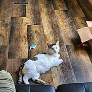 Maui joined the competition — help win amazing prizes! animal, brown_spots, cardboard_box, cat, couch, cute, domestic_animal, feline, flooring, furniture, home, indoor, laying_down, living_room, pet, relaxed, resting, toy, white_cat, wooden_floor