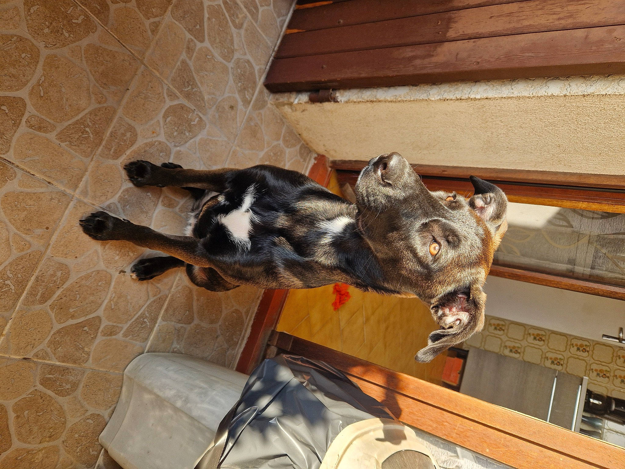 Tessa participe au concours pour gagner de l'argent avec cette photo : canidae, carnivore, claw, companion_dog, dog, dog_breed, domestic_short_haired_cat, fawn, felidae, flooring, fur, hardwood, paw, schnauzer, small_to_medium_sized_cats, snout, sporting_group, tail, wood, working_animal