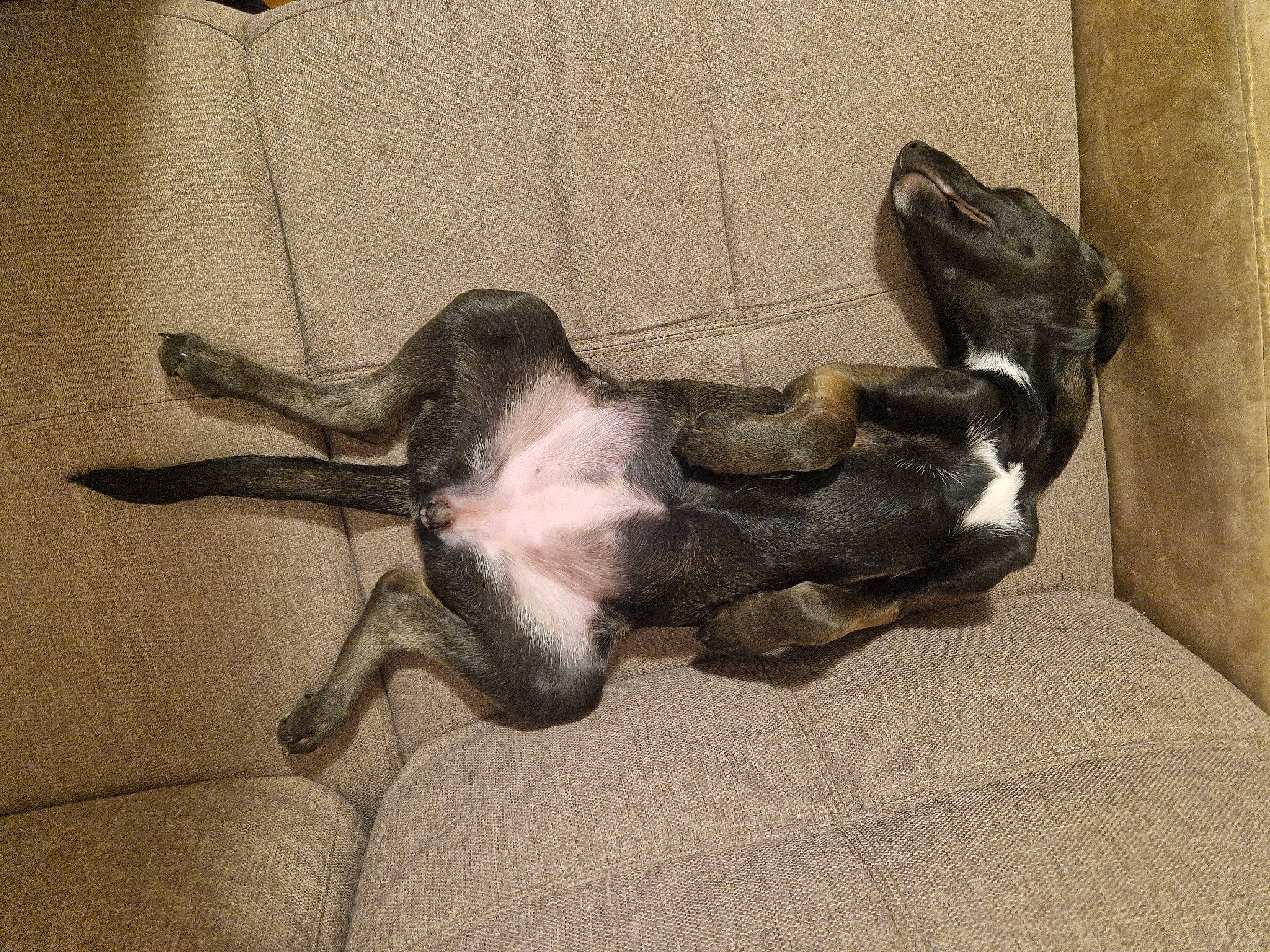 Tessa a rejoint le concours — aidez-le/la à gagner de superbes lots ! canidae, carnivore, comfort, companion_dog, dog, dog_breed, fawn, grey, guard_dog, liver, nap, non_sporting_group, paw, pet_supply, rampur_greyhound, snout, sporting_group, tail, wood, working_animal