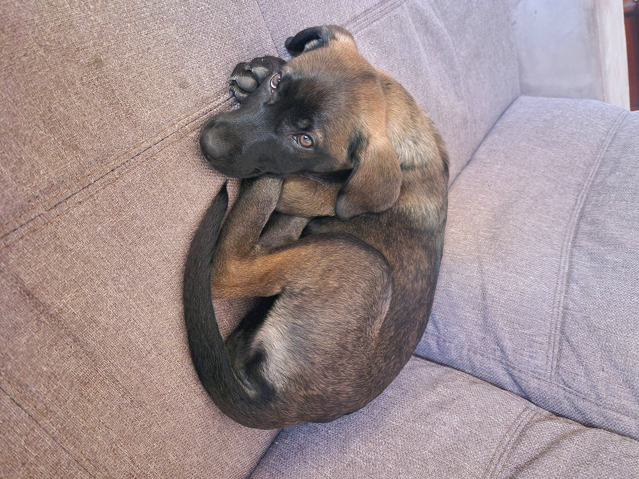 Tessa a rejoint le concours — aidez-le/la à gagner de superbes lots ! canidae, carnivore, claw, comfort, dog_breed, fawn, felidae, grey, liver, paw, python, python_family, scaled_reptile, snake, snout, sporting_group, tail, terrestrial_animal, whiskers, wood