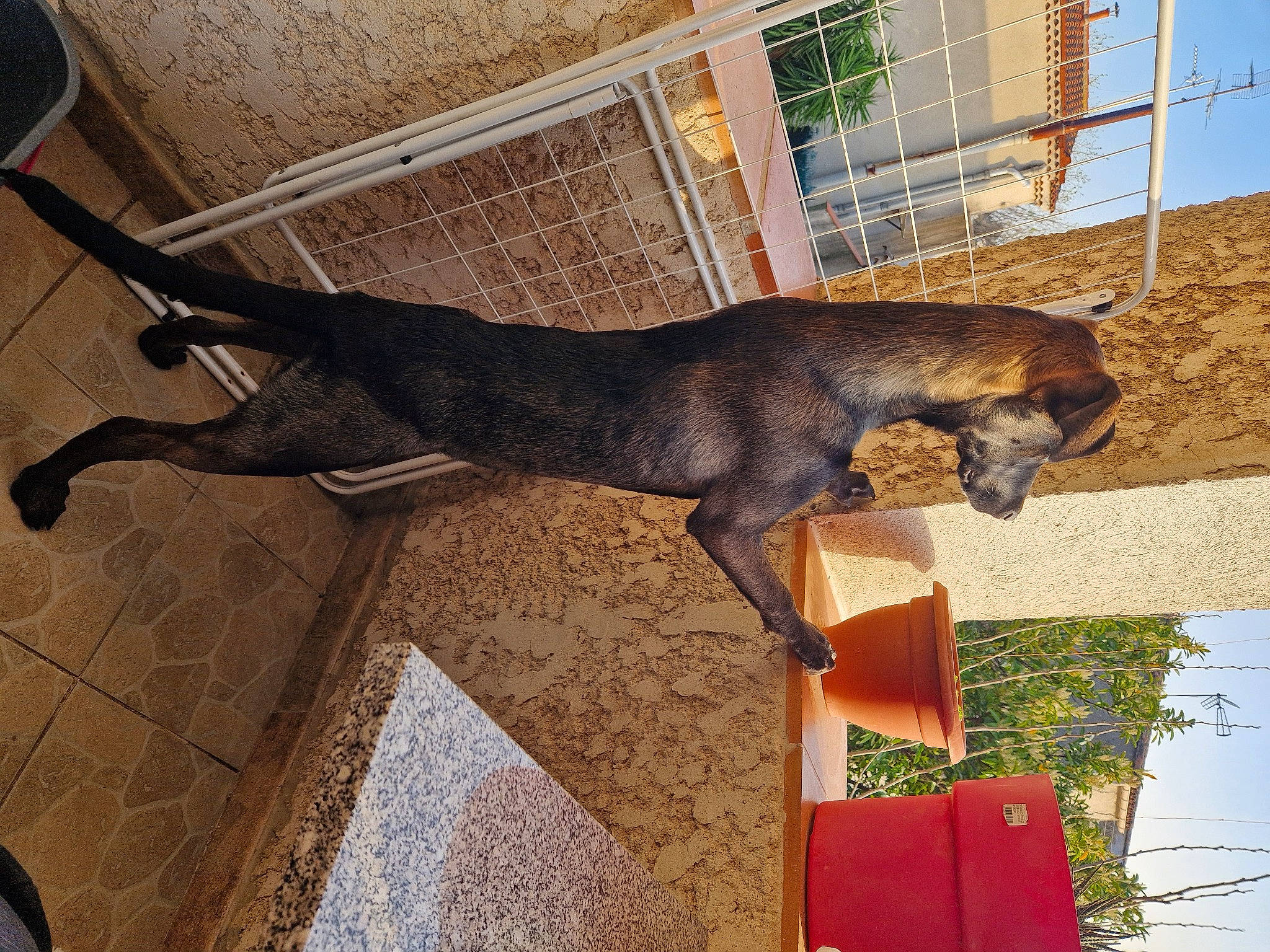 Tessa a rejoint le concours — aidez-le/la à gagner de superbes lots ! art, brick, carnivore, dog, dog_breed, door, facade, felidae, flooring, guard_dog, liver, plant, sculpture, shade, shadow, tail, terrestrial_animal, window, wood, working_animal