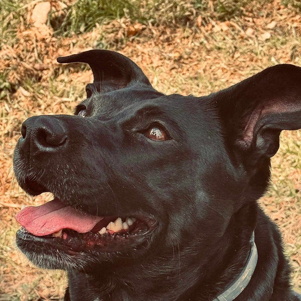 Daria participe au concours pour gagner de l'argent avec cette photo : animal, black_dog, canine, close_up, collar, daylight, dog, ears, face, friendly, fur, grass, happy, looking_up, mouth, nature, outdoor, pet, teeth, tongue_out