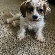 Kash joined the competition — help win amazing prizes! puppy, dog, curly_hair, carpet, indoor, pet, cute, small_dog, brown_and_white, fur, animal, looking, sitting, young_dog, companion, domestic_animal, adorable, eyes, face, floor