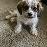 puppy, dog, curly_hair, carpet, indoor, pet, cute, small_dog, brown_and_white, fur, animal, looking, sitting, young_dog, companion, domestic_animal, adorable, eyes, face, floor