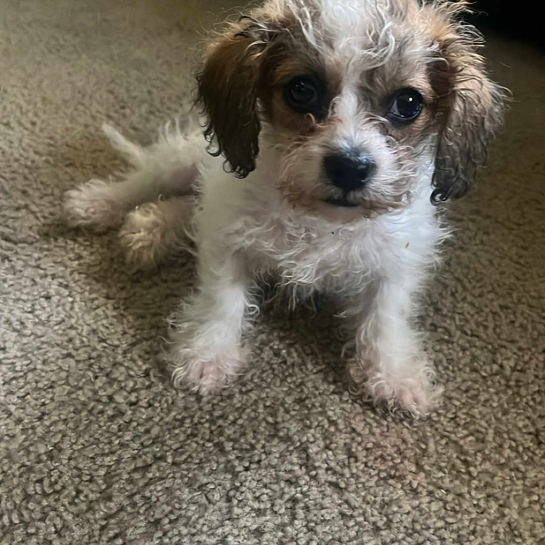 Kash