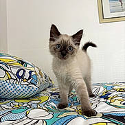 Joël a rejoint le concours — aidez-le/la à gagner de superbes lots ! kitten, cat, siamese, blue_eyes, bed, bedspread, pillow, indoor, curious, fluffy, pet, animal, young, feline, walking, cute, playful, home, colorful, patterned