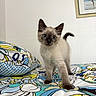 kitten, cat, siamese, blue_eyes, bed, bedspread, pillow, indoor, curious, fluffy, pet, animal, young, feline, walking, cute, playful, home, colorful, patterned