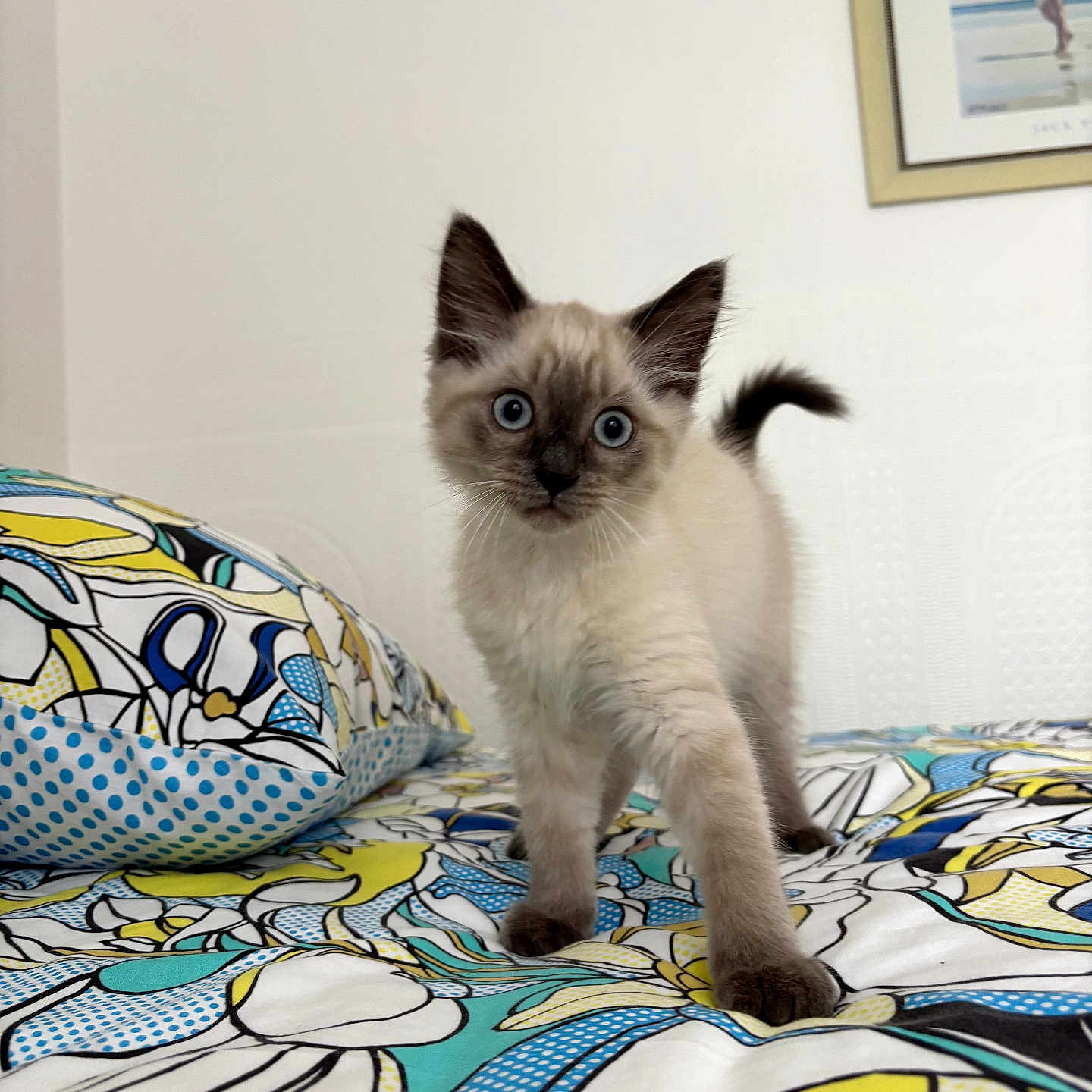 Joël