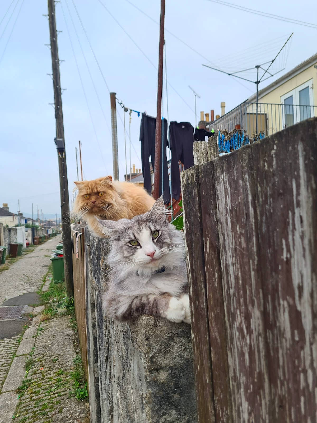Wolf is registered to the contest to win money with this photo: alley, animal, architecture, building, cat, city, kitten, neighborhood, outdoors, path, pet, plant, road, shelter, sidewalk, slate, street, tree, urban, walkway