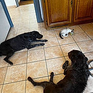 Tokyo Et Telma a rejoint le concours — aidez-le/la à gagner de superbes lots ! dog, cat, kitchen, tile_floor, wooden_cabinet, indoor, pet, animal, drinking, resting, brown_dog, black_dog, small_cat, floor_tiles, domestic, home, furniture, relaxing, companion_animals, living_space