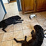 dog, cat, kitchen, tile_floor, wooden_cabinet, indoor, pet, animal, drinking, resting, brown_dog, black_dog, small_cat, floor_tiles, domestic, home, furniture, relaxing, companion_animals, living_space
