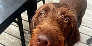 Tokyo Et Telma a rejoint le concours — aidez-le/la à gagner de superbes lots ! dog, brown, scruffy, beard, amber_eyes, curious, deck, wooden_floor, outdoor, patio_furniture, black_chair, black_table, pet, canine, looking_up, close_up, animal, companion, domestic, fur