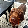 dog, brown, scruffy, beard, amber_eyes, curious, deck, wooden_floor, outdoor, patio_furniture, black_chair, black_table, pet, canine, looking_up, close_up, animal, companion, domestic, fur