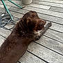 dog, brown_dog, outdoor, wooden_deck, plant_pot, greenery, cable, metal_stand, pet, canine, fur, relaxed, laying_down, looking_up, daylight, natural_light, quiet, calm, domestic_animal, backyard