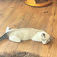 Chagnac participe au concours pour gagner de l'argent avec cette photo : cat, sleeping, wooden_floor, furniture, chair, indoor, pet, animal, resting, fur, cozy, relaxation, domestic, calm, light, floor, home, quiet, peaceful, whiskers