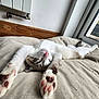 Chagnac participe au concours pour gagner de l'argent avec cette photo : cat, stretching, paw_pads, indoor, cushion, window, relaxed, white_fur, brown_markings, pink_nose, pet, sleepy, feline, home, cozy, resting, close_up, soft_texture, natural_light, animal