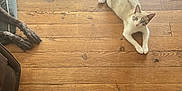 Chagnac participe au concours pour gagner de l'argent avec cette photo : cat, dog_paws, wooden_floor, pet, indoor, relaxed, cozy, brown, white_cat, floorboards, animal, domestic, resting, fur, bed, quiet, home, natural_light, wood_texture, cute