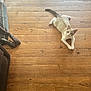 cat, dog_paws, wooden_floor, pet, indoor, relaxed, cozy, brown, white_cat, floorboards, animal, domestic, resting, fur, bed, quiet, home, natural_light, wood_texture, cute