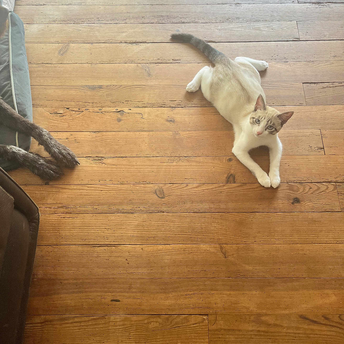 Chagnac participe au concours pour gagner de l'argent avec cette photo : animal, bed, brown, cat, cozy, cute, dog_paws, domestic, floorboards, fur, home, indoor, natural_light, pet, quiet, relaxed, resting, white_cat, wood_texture, wooden_floor