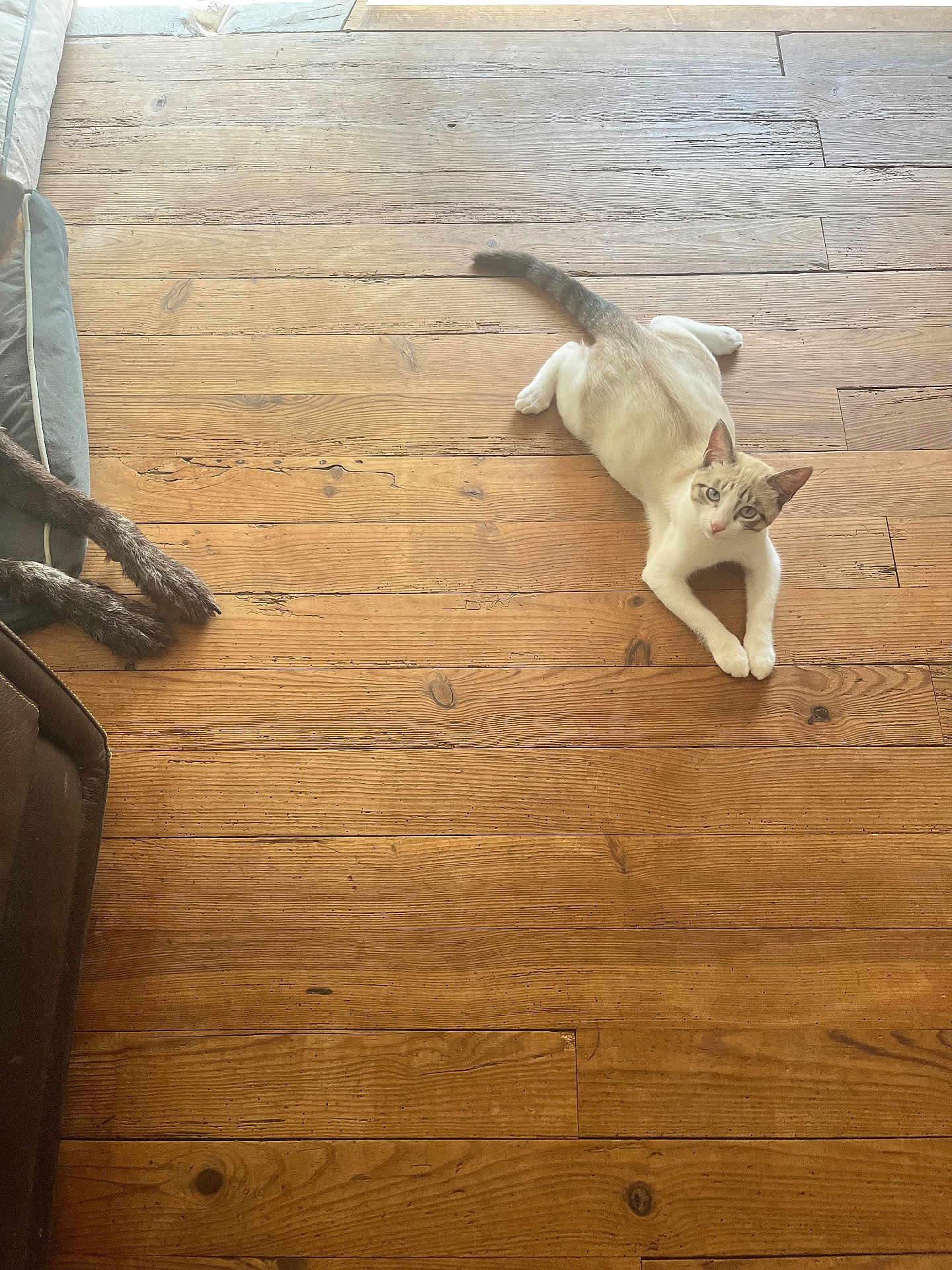 Chagnac participe au concours pour gagner de l'argent avec cette photo : cat, dog_paws, wooden_floor, pet, indoor, relaxed, cozy, brown, white_cat, floorboards, animal, domestic, resting, fur, bed, quiet, home, natural_light, wood_texture, cute