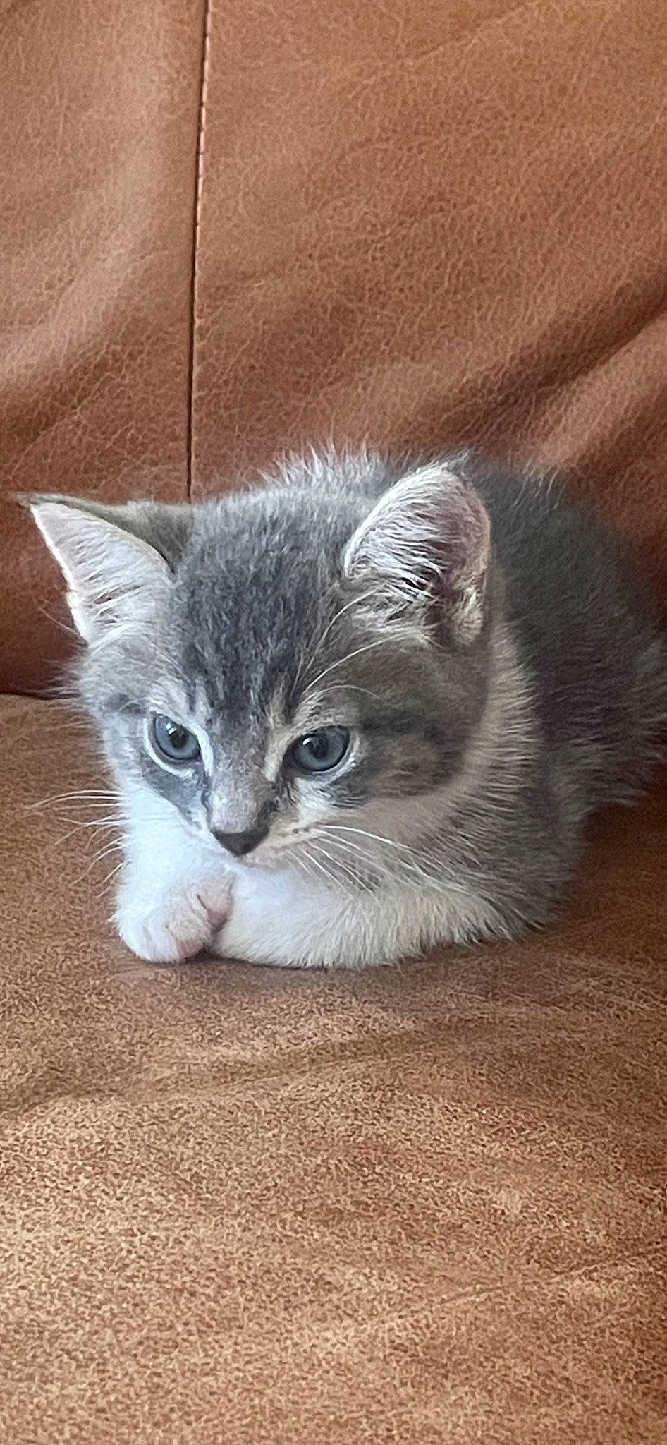 Meatball is registered to the contest to win money with this photo: carnivore, cat, claw, comfort, domestic_short_haired_cat, eye, fawn, felidae, flooring, fur, grey, paw, small_to_medium_sized_cats, snout, tail, terrestrial_animal, whiskers, window, wood