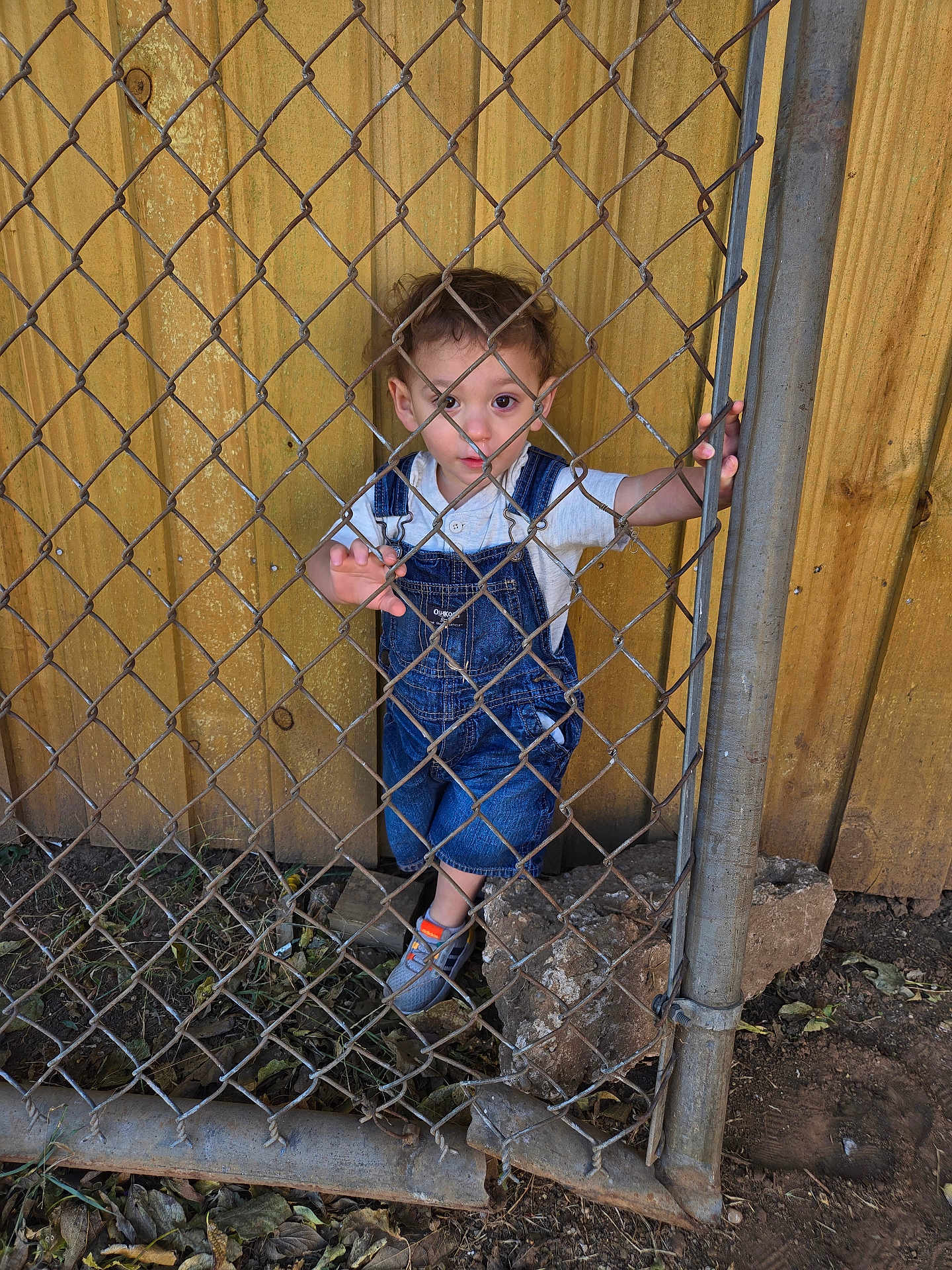 Michael joined the competition — help win amazing prizes! child, toddler, face, chain_link_fence, wooden_fence, overalls, hands, shoe, metal_pole, curious_expression, outdoor, dirt, rocks, grass, portrait, standing, gate, enclosure, young_child, casual_clothing
