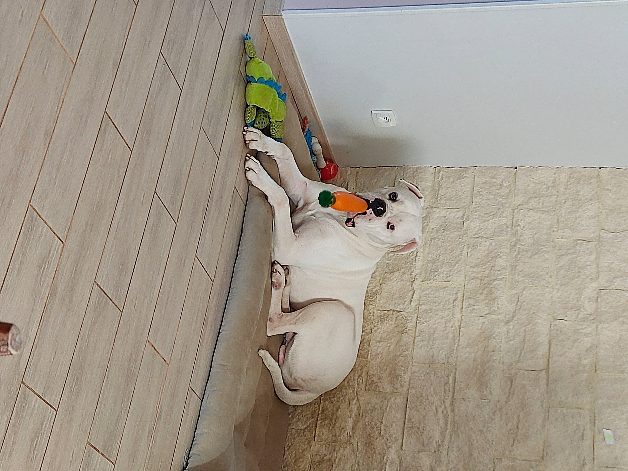 Pablo participe au concours pour gagner de l'argent avec cette photo : art, baby_toys, beige, button, ceiling, electrical_wiring, fashion_accessory, felidae, flooring, hardwood, linens, pattern, plaster, room, stuffed_toy, tail, toy, twig, visual_arts, wood