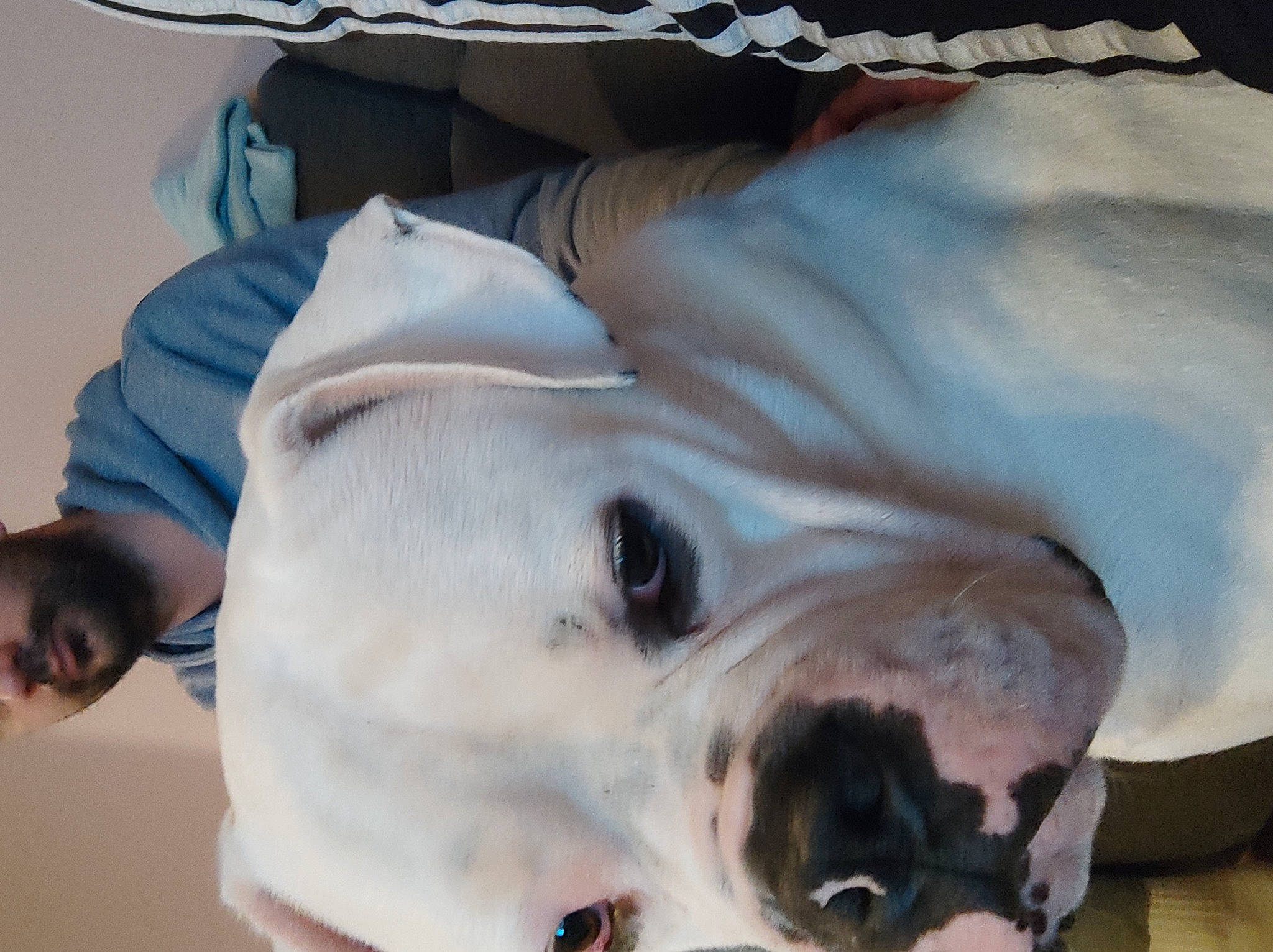 Pablo participe au concours pour gagner de l'argent avec cette photo : canidae, carnivore, close_up, collar, comfort, companion_dog, couch, dog, dog_breed, fawn, flesh, fur, jaw, linens, snout, sporting_group, terrestrial_animal, whiskers, working_animal, wrinkle