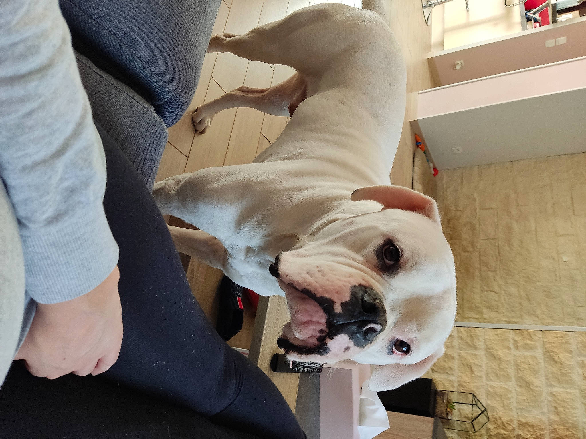 Pablo a rejoint le concours — aidez-le/la à gagner de superbes lots ! canidae, carnivore, collar, comfort, companion_dog, dog, dog_breed, dog_collar, dog_supply, fawn, flooring, fur, giant_dog_breed, human_leg, outerwear, pet_supply, snout, sporting_group, white, working_animal