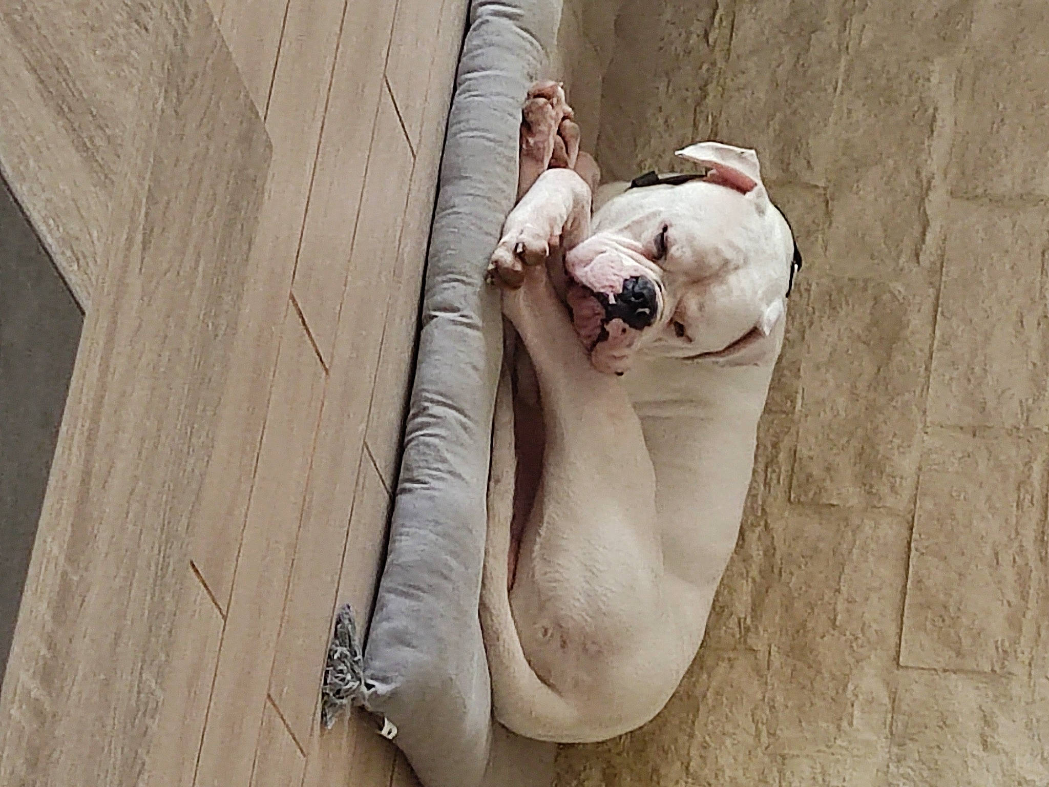 Pablo participe au concours pour gagner de l'argent avec cette photo : adventure, arm, beak, carnivore, comfort, companion_dog, concrete, dog, dog_breed, fawn, flooring, foot, fur, glasses, grey, human_body, recreation, sitting, tail, wood