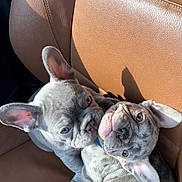 Kenzo is registered to the contest to win money with this photo: dog, french_bulldog, puppy, pet, animal, cuddle, car_seat, leather, brown, sunlight, cute, companionship, ears, snout, fur, domestic_animal, two, resting, close_up, indoor