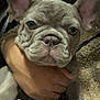 Kenzo is registered to the contest to win money with this photo: dog, puppy, french_bulldog, pet, animal, close_up, ears, face, hand, blanket, cozy, wrinkles, cute, fur, young, indoor, comfort, canine, snout, expression