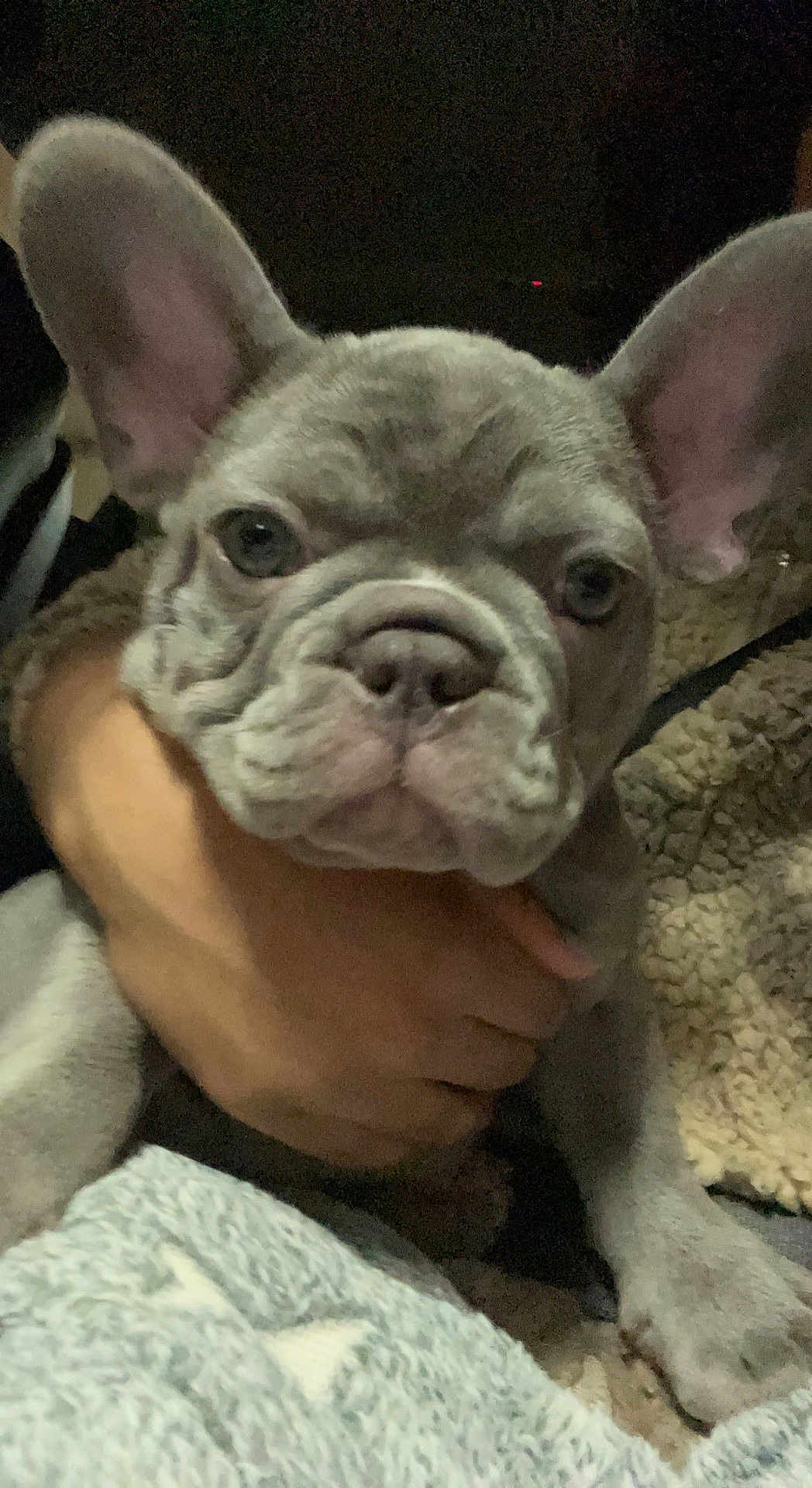 Kenzo is registered to the contest to win money with this photo: dog, puppy, french_bulldog, pet, animal, close_up, ears, face, hand, blanket, cozy, wrinkles, cute, fur, young, indoor, comfort, canine, snout, expression