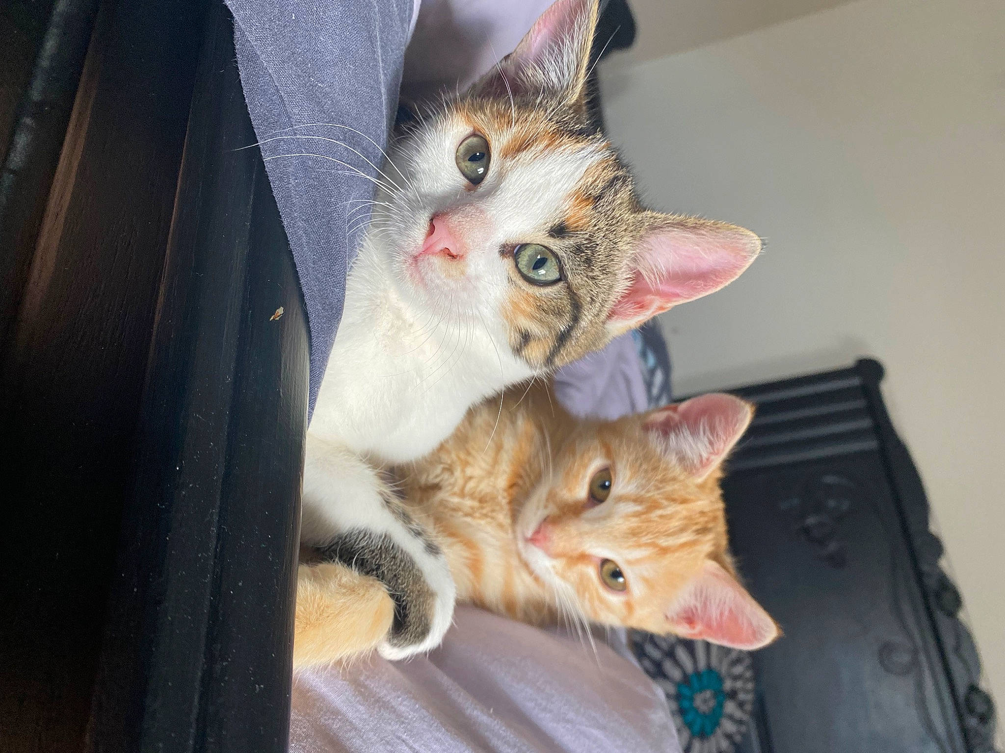 Duchesse Et Toulouse a rejoint le concours — aidez-le/la à gagner de superbes lots ! carnivore, cat, claw, domestic_short_haired_cat, ear, fawn, felidae, fur, iris, paw, small_to_medium_sized_cats, snout, tail, whiskers, wood