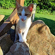 Bubulle a rejoint le concours — aidez-le/la à gagner de superbes lots ! abyssinian, animal, backyard, cat, flagstone, grass, kitten, lawn, manx, nature, outdoors, path, pet, plant, rock, rubble, siamese, slate, walkway, wood