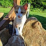 abyssinian, animal, backyard, cat, flagstone, grass, kitten, lawn, manx, nature, outdoors, path, pet, plant, rock, rubble, siamese, slate, walkway, wood