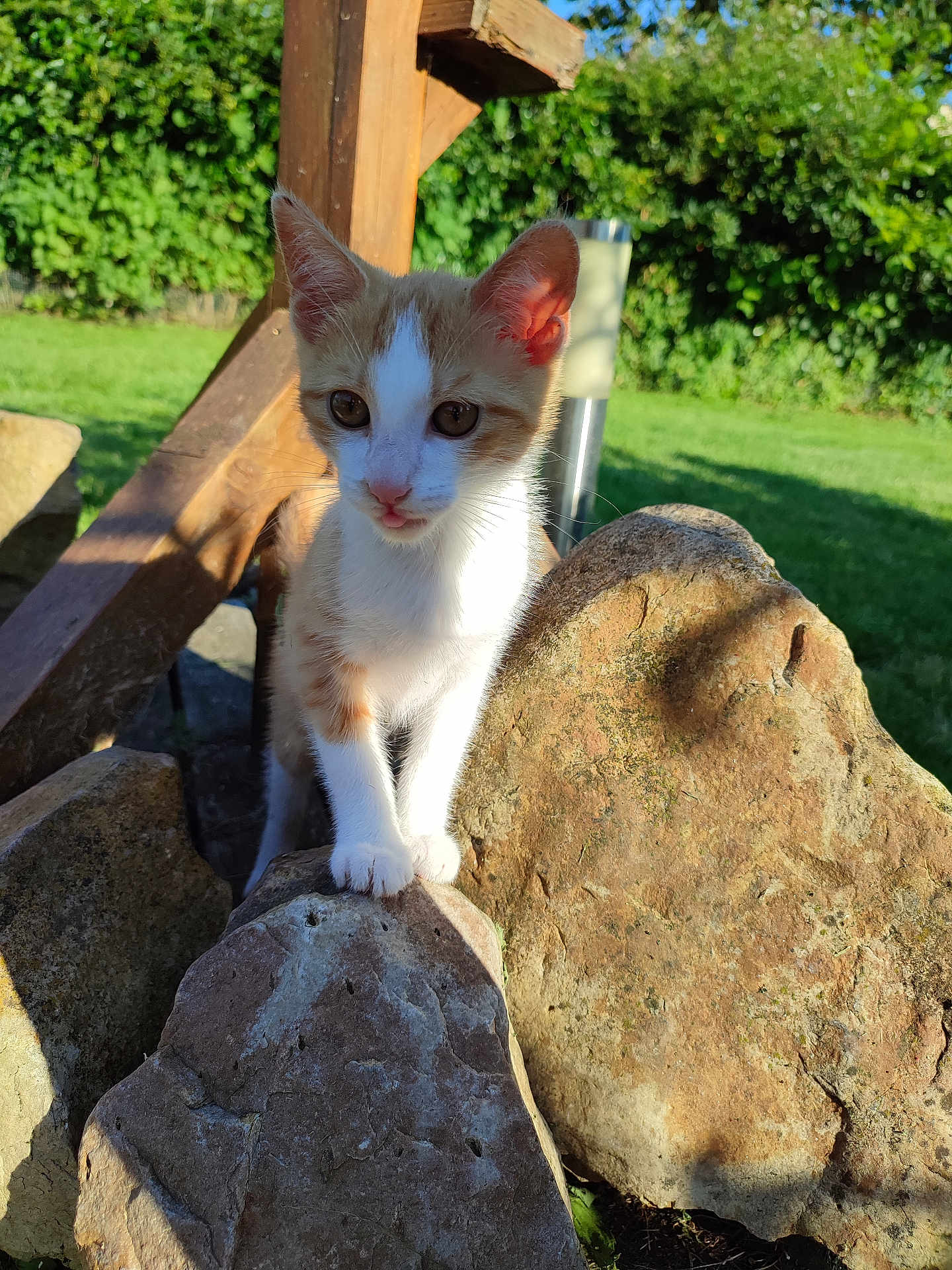 Bubulle a rejoint le concours — aidez-le/la à gagner de superbes lots ! abyssinian, animal, backyard, cat, flagstone, grass, kitten, lawn, manx, nature, outdoors, path, pet, plant, rock, rubble, siamese, slate, walkway, wood