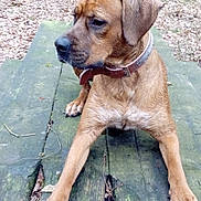 Maïko a rejoint le concours — aidez-le/la à gagner de superbes lots ! black_mouth_cur, broholmer, carnivoran, dog, dog_breed, dog_breed_group, dog_like_mammal, mountain_cur, rhodesian_ridgeback, snout, tosa
