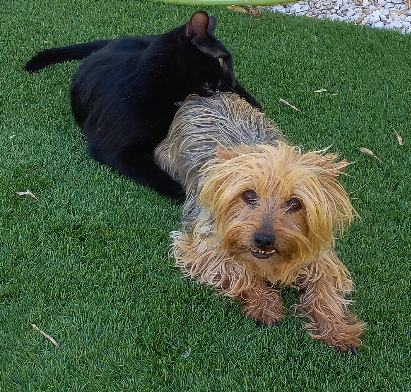 Fun participe au concours pour gagner de l'argent avec cette photo : canidae, carnivore, companion_dog, dog, dog_breed, fur, grass, liver, small_terrier, sporting_group, terrier, toy_dog, water_dog, working_animal, yorkipoo