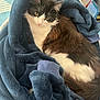cat, animal, pet, feline, fluffy, black_and_white, blanket, cozy, indoor, resting, fur, whiskers, curious, soft_texture, relaxed, closeup, domestic, sleepy, comfort, warm