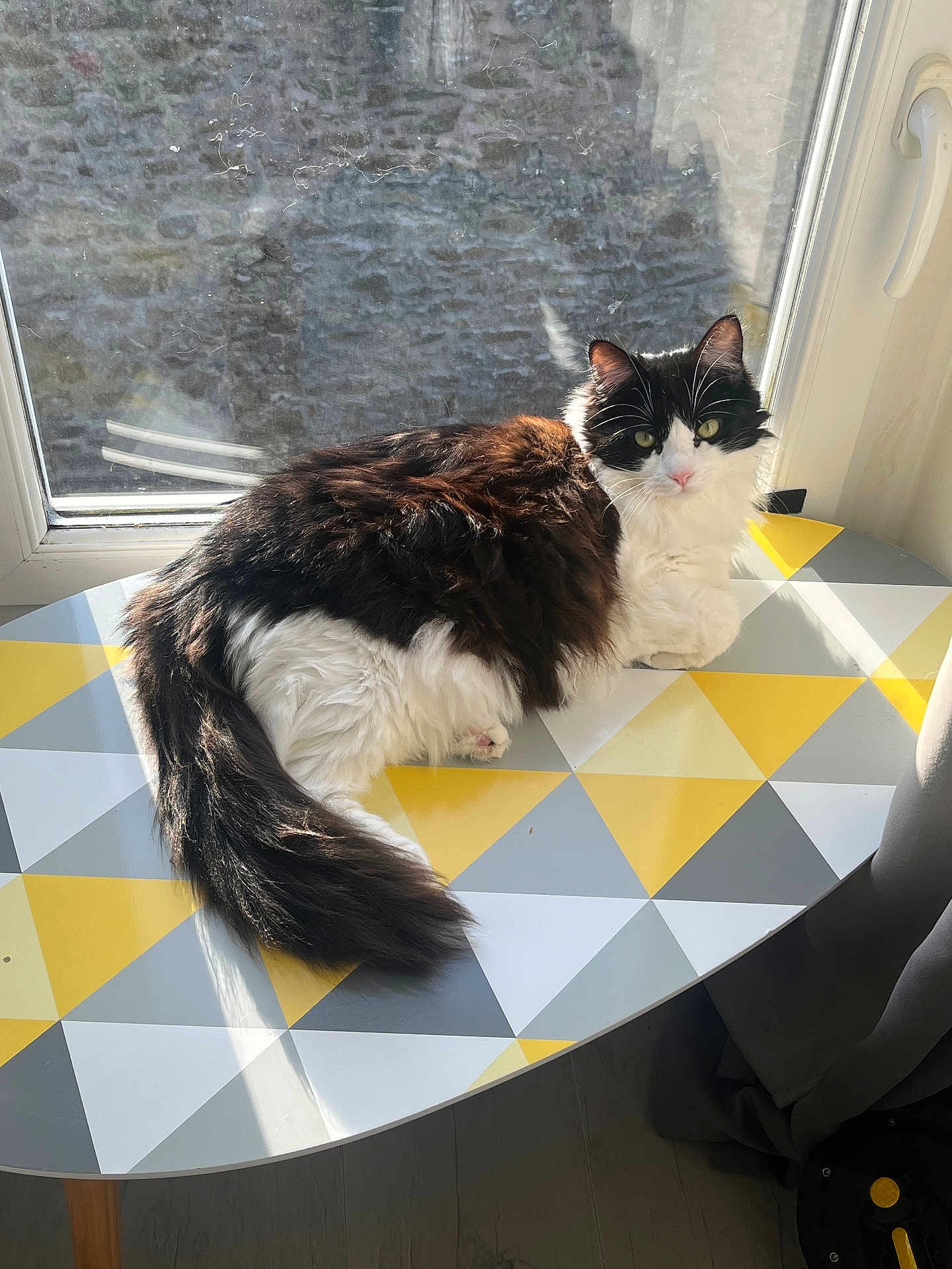 Cachou participe au concours pour gagner de l'argent avec cette photo : cat, window, table, sunlight, indoor, fluffy, black_and_white, geometric_pattern, pet, animal, resting, fur, curtain, floor, home, domestic, relaxing, daylight, looking, cozy