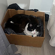 Cachou participe au concours pour gagner de l'argent avec cette photo : cat, black_and_white, cardboard_box, indoor, floor, curtain, pet, feline, cozy, fur, whiskers, animal, resting, looking, home, domestic, cute, box, eyes, curious