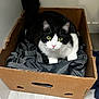 cat, black_and_white, cardboard_box, indoor, pet, curious, yellow_eyes, feline, box, fur, whiskers, pink_nose, floor, fabric, domestic_animal, looking_at_camera, tail, ears, white_paws, resting
