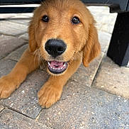 Bailey joined the competition — help win amazing prizes! dog, puppy, golden_retriever, nose, paw, teeth, tongue, brown_fur, whiskers, cute, happy, playful, close_up, portrait, outdoor, pavement, stone_tiles, bench, smiling, young