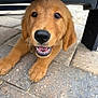 dog, puppy, golden_retriever, nose, paw, teeth, tongue, brown_fur, whiskers, cute, happy, playful, close_up, portrait, outdoor, pavement, stone_tiles, bench, smiling, young