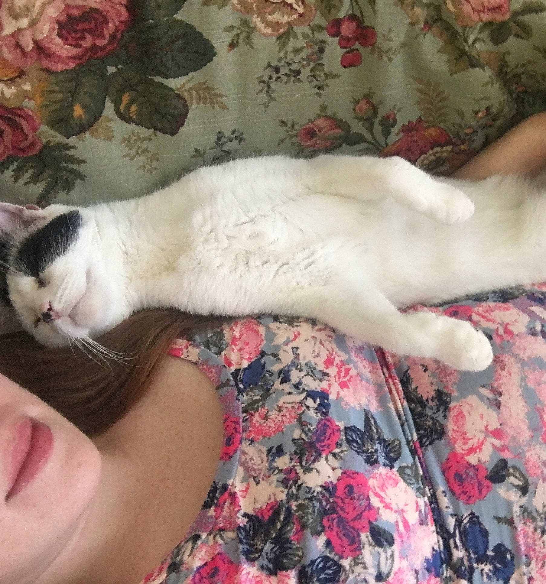 Cow is registered to the contest to win money with this photo: arm, carnivore, cat, comfort, eyelash, fawn, felidae, fur, gesture, hand, human_body, human_leg, leg, plant, rose, skin, small_to_medium_sized_cats, tail, vertebrate, whiskers